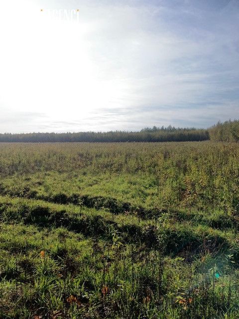 Działka inwestycyjna Pęchery, ul. Bolesława Chrobrego. Zdjęcie 2