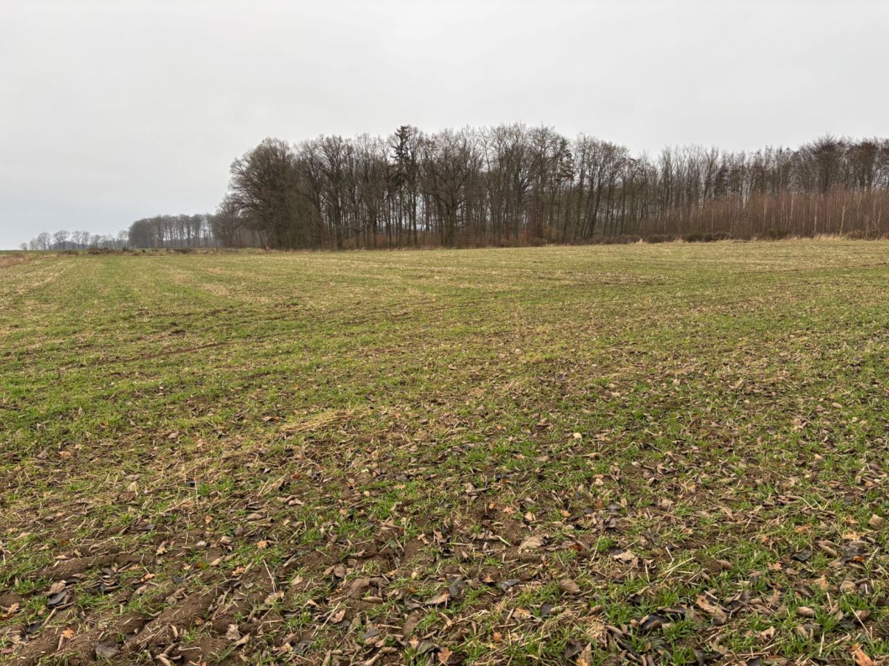 Działka rolna Radowo Małe. Zdjęcie 3