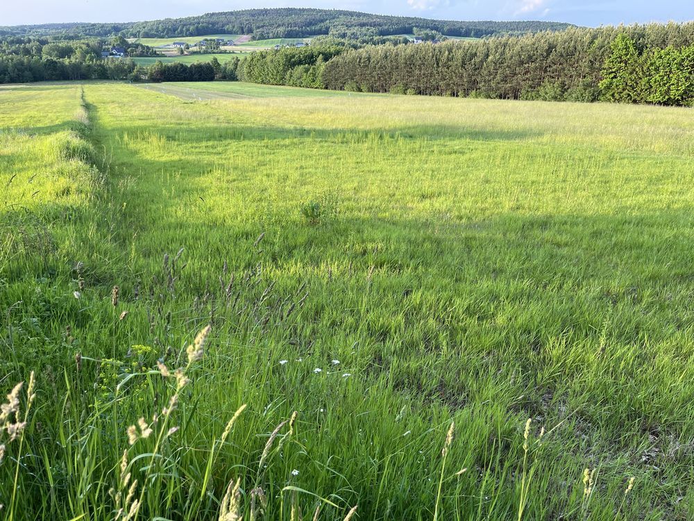 Działka rolno-budowlana Ociesęki. Zdjęcie 3