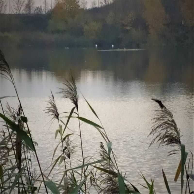 Działka rolno-budowlana Lisewo. Zdjęcie 4