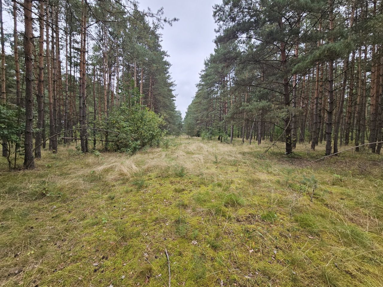 Działka rolna Żarki Czarka