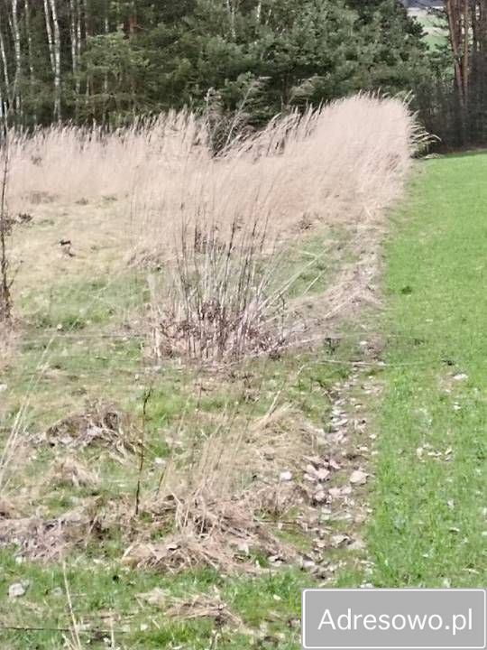 Działka Łowinia. Zdjęcie 11