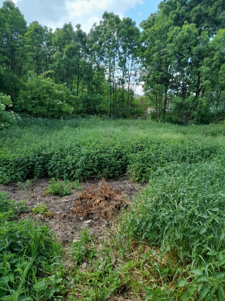 Działka budowlana Pokrzywnica. Zdjęcie 2