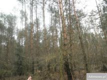 Działka leśna Sobolew, ul. Łaskarzewska. Zdjęcie 3