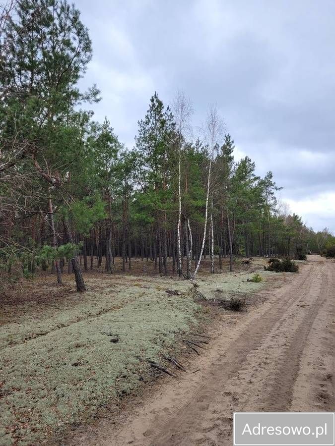 Działka leśna Łaz. Zdjęcie 4