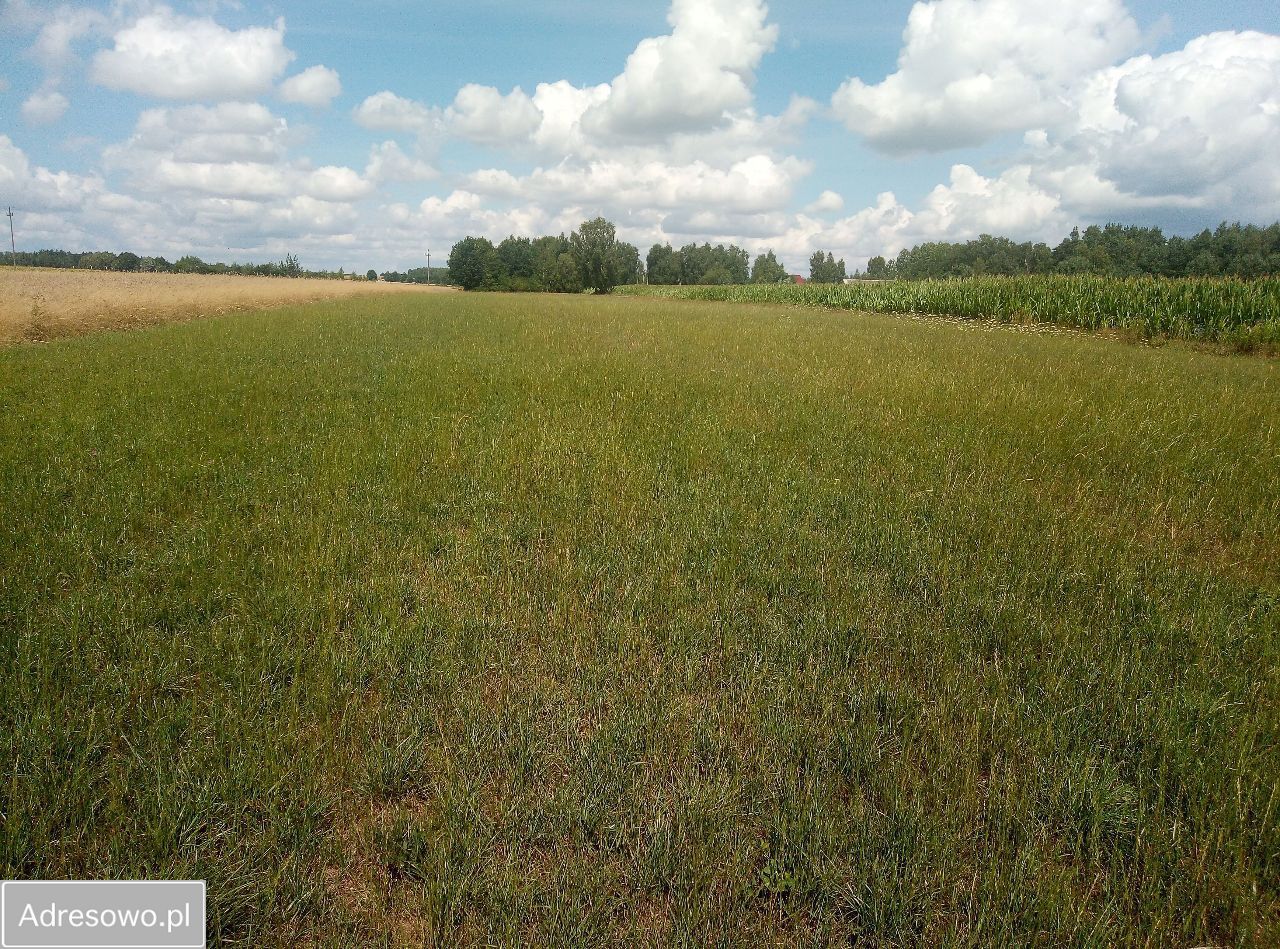 Działka rolna Stara Trzcianka. Zdjęcie 2