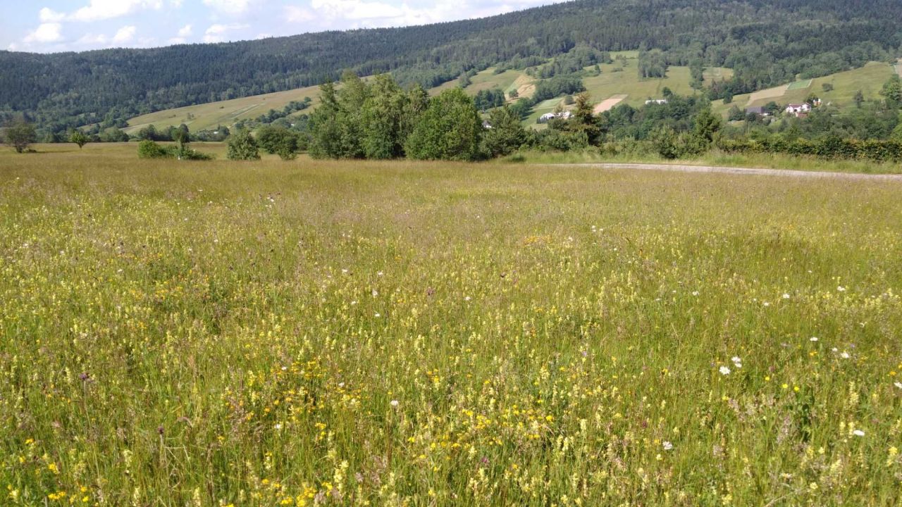 Działka budowlana Nowica