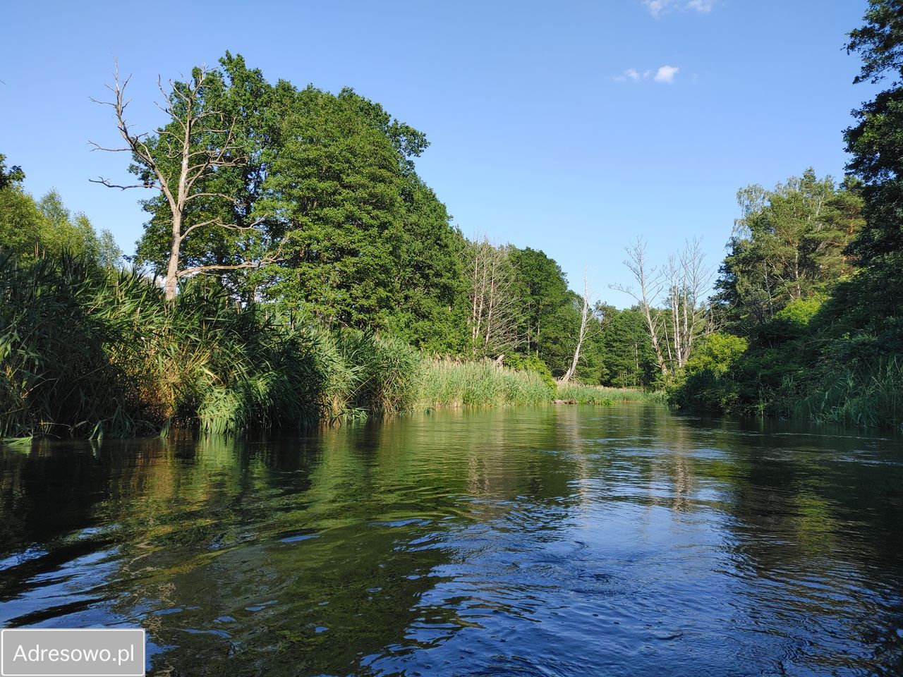 Działka leśna Sąpolno. Zdjęcie 7
