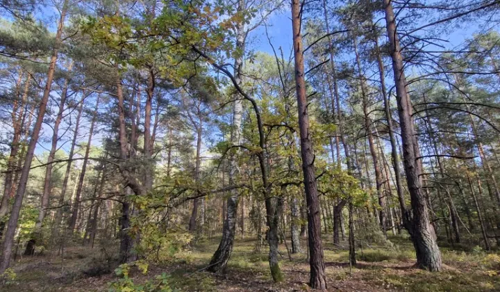 Działka rekreacyjna Osiedle Wilga, ul. Podgrzybków