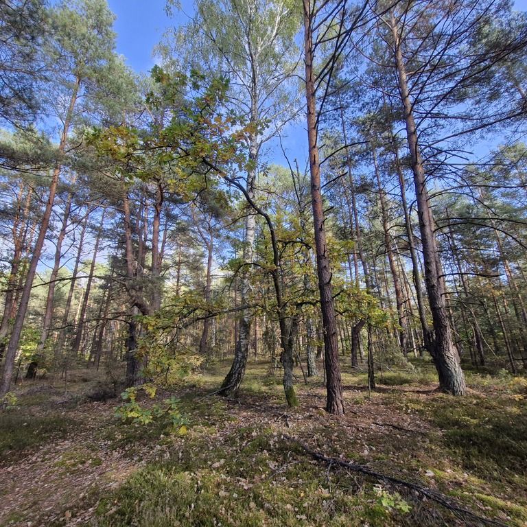 Działka rekreacyjna Osiedle Wilga, ul. Podgrzybków. Zdjęcie 1