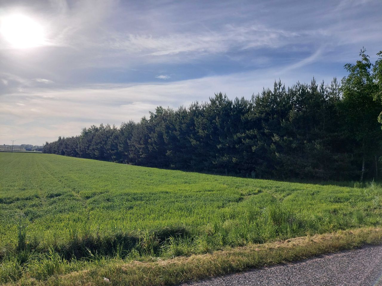 Działka leśna Zakrzewo-Parcele. Zdjęcie 3