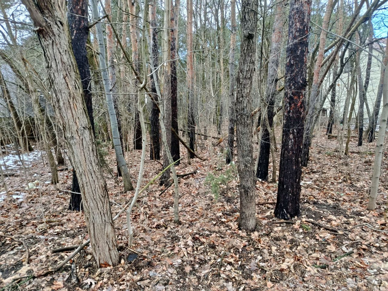 Działka leśna Legionowo, ul. Aleja Legionów. Zdjęcie 9