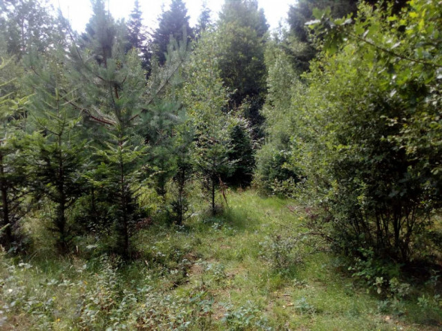 Działka leśna Strzeszyn. Zdjęcie 1