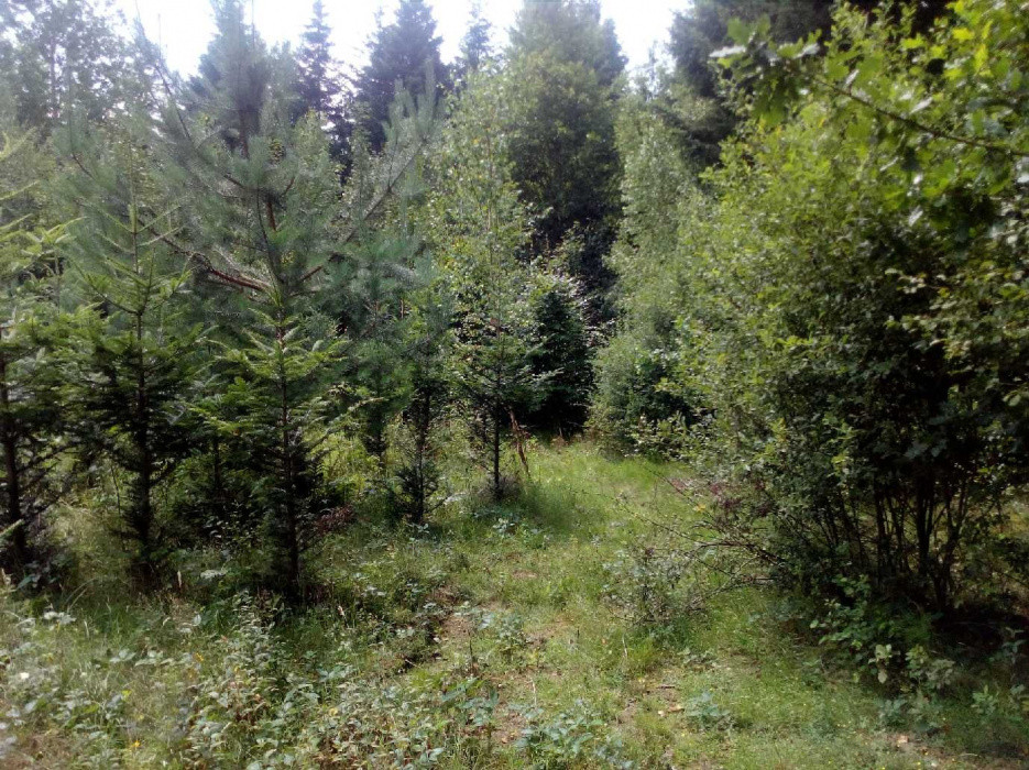 Działka leśna Strzeszyn