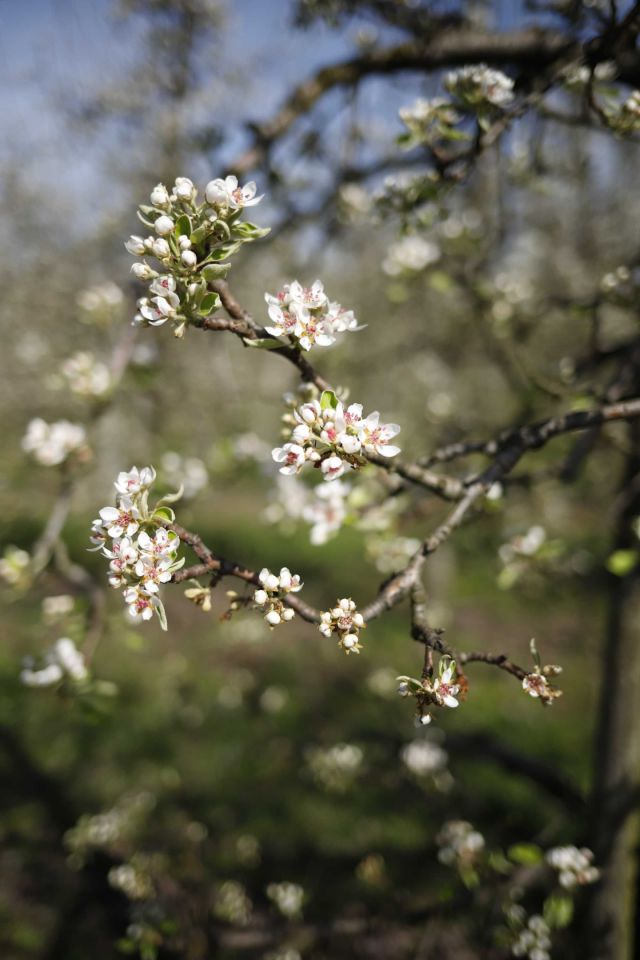 Działka rolna Coniew. Zdjęcie 5