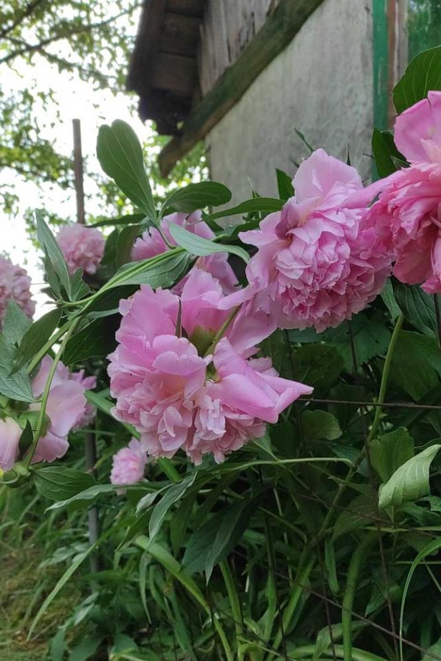 Działka siedliskowa Popowice. Zdjęcie 26