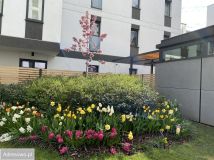 Mieszkanie 3-pokojowe Warszawa Odolany, ul. Jana Kazimierza. Zdjęcie 1