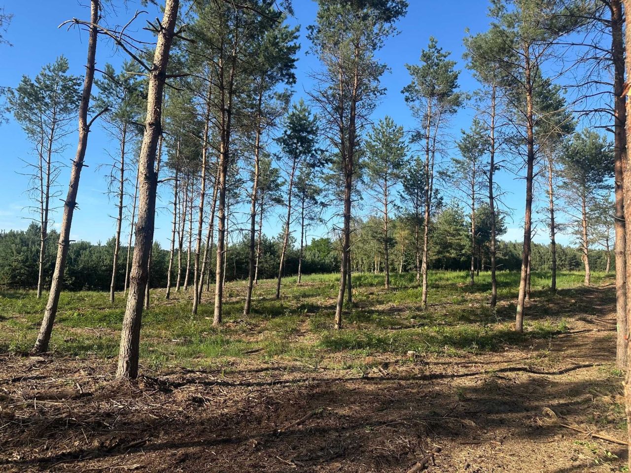 Działka budowlana Jeruzal. Zdjęcie 4