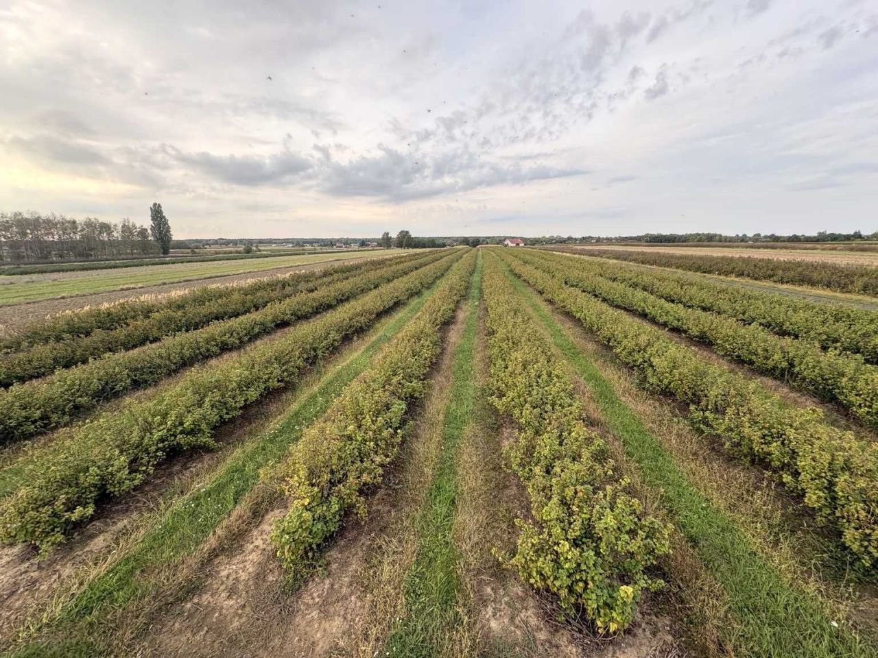 Działka Sienno, bez pośrednika - 2,92 ha - 359 000 zł