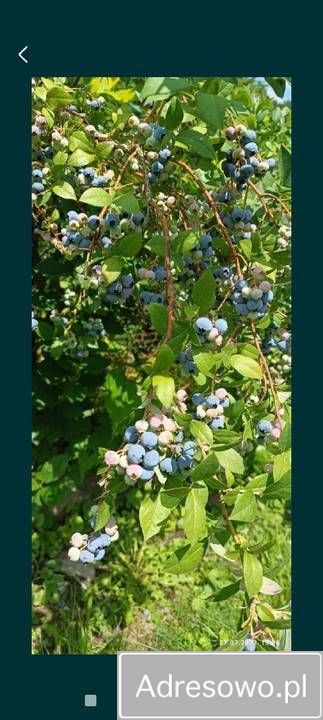 Działka rod Wodzisław Śląski, ul. Bogumińska. Zdjęcie 5