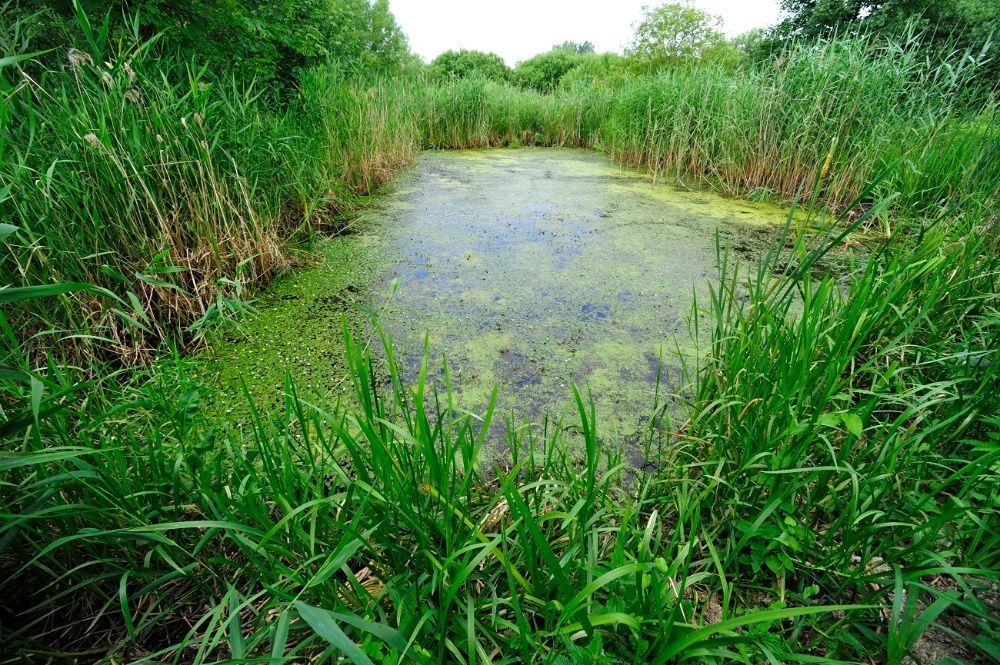 Działka rolna Renice. Zdjęcie 6