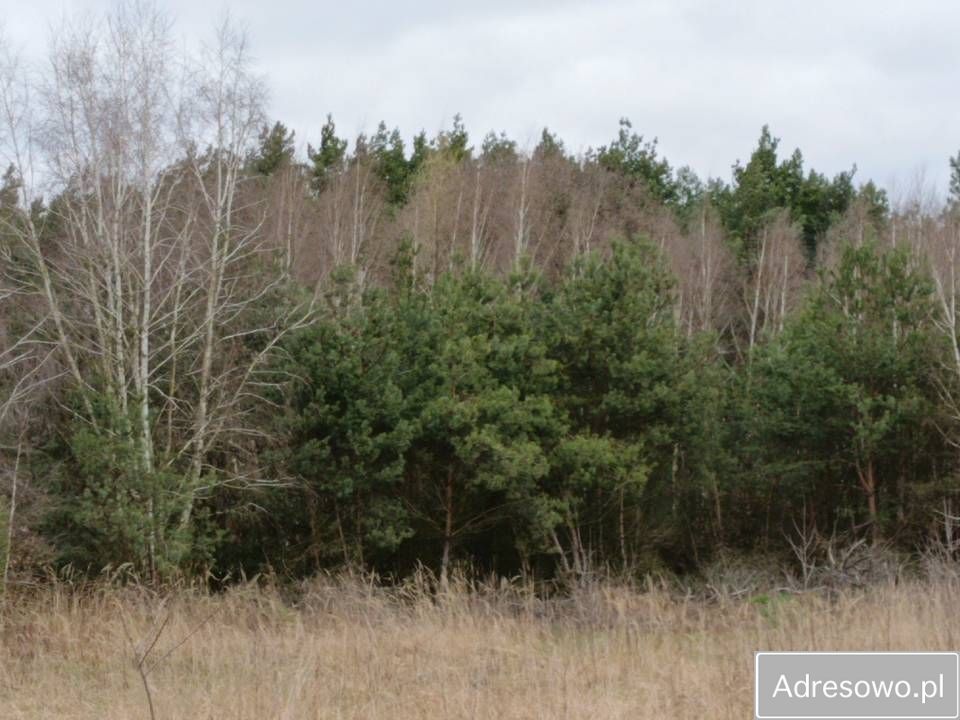 Działka Łowinia. Zdjęcie 7