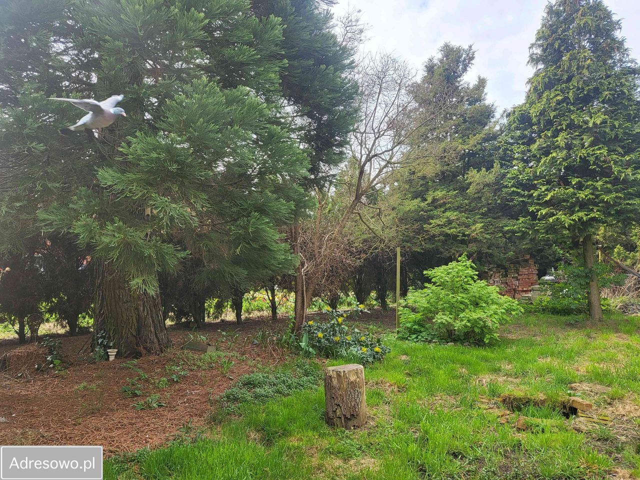 dom wolnostojący, 4 pokoje Trzcińsko-Zdrój. Zdjęcie 13