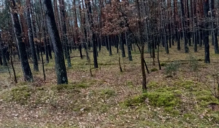 Działka leśna Cisza