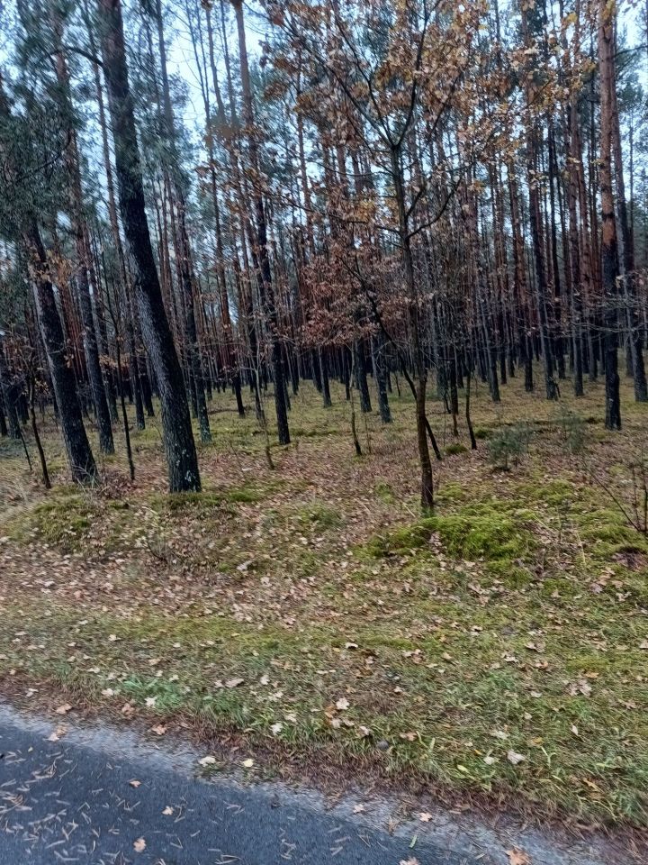 Działka leśna Cisza. Zdjęcie 1