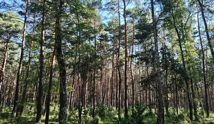 Działka leśna Wyszanów