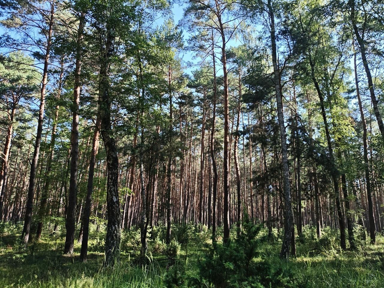 Działka leśna Wyszanów. Zdjęcie 1