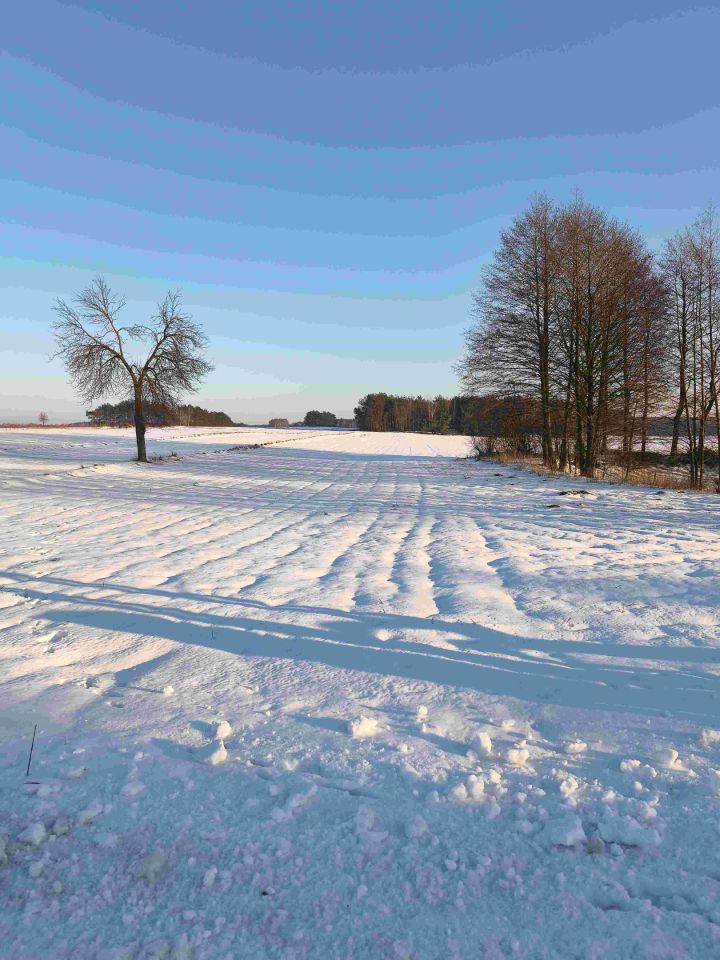Działka rolna Żelechlin. Zdjęcie 6