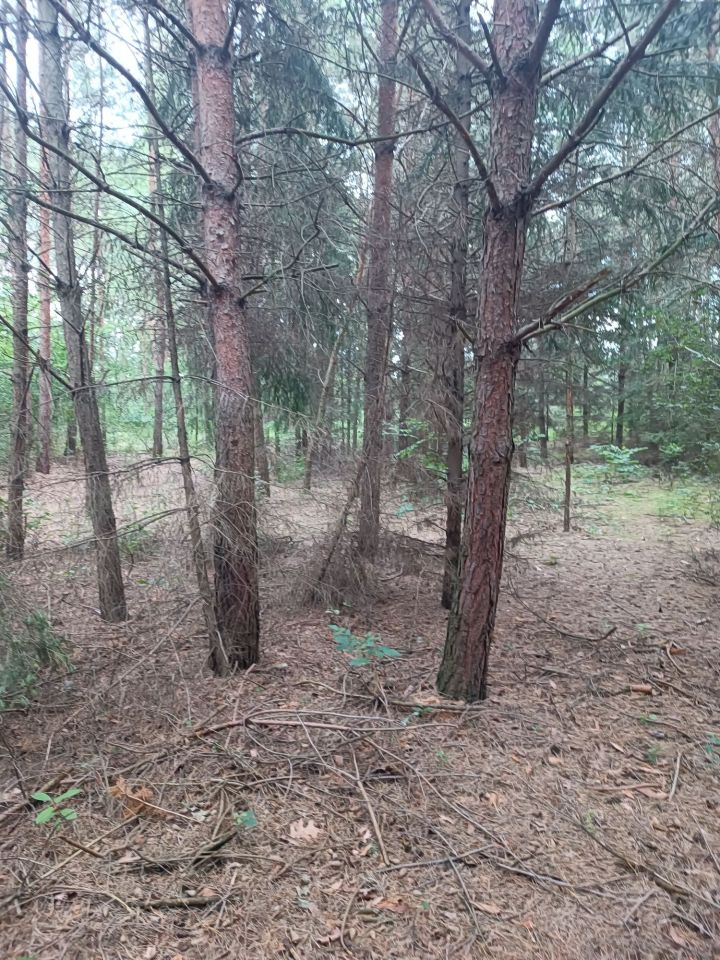 Działka Skierniewice, ul. Sosnowa. Zdjęcie 3