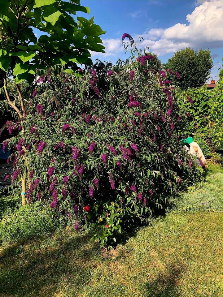 Działka rod Krotoszyn, ul. Bolewskiego. Zdjęcie 3