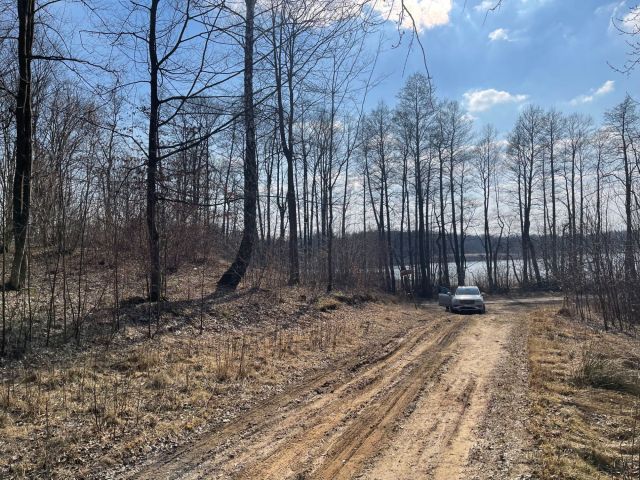 Działka leśna Dąbrowa. Zdjęcie 1