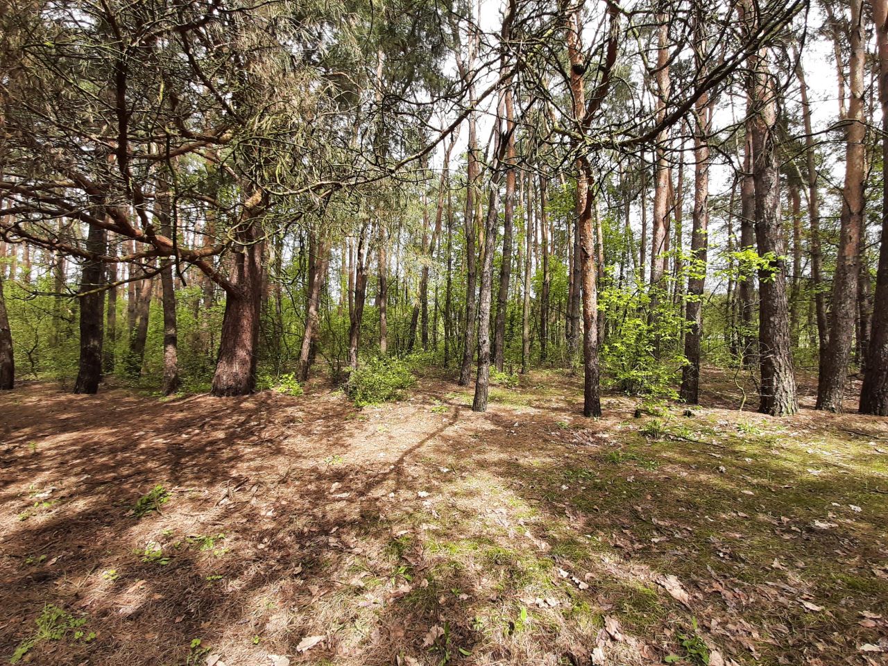 Działka rolna Popielżyn-Zawady. Zdjęcie 7