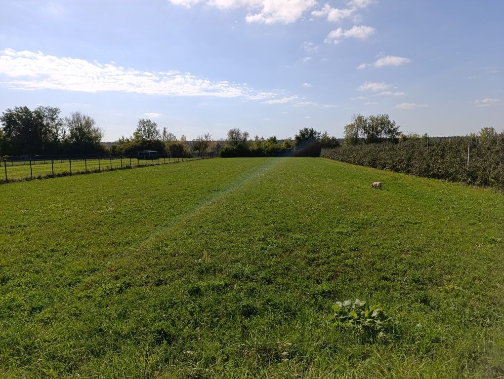 Działka budowlana Stare Orzechowo. Zdjęcie 4