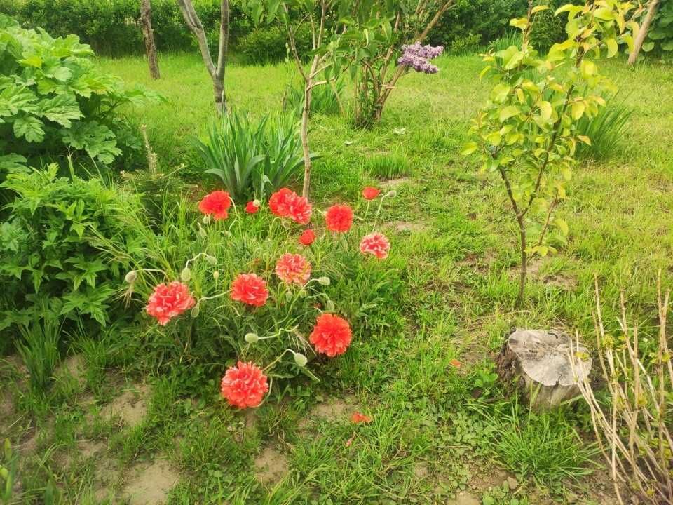 Działka rod Gorzów Wielkopolski Zakanale . Zdjęcie 3