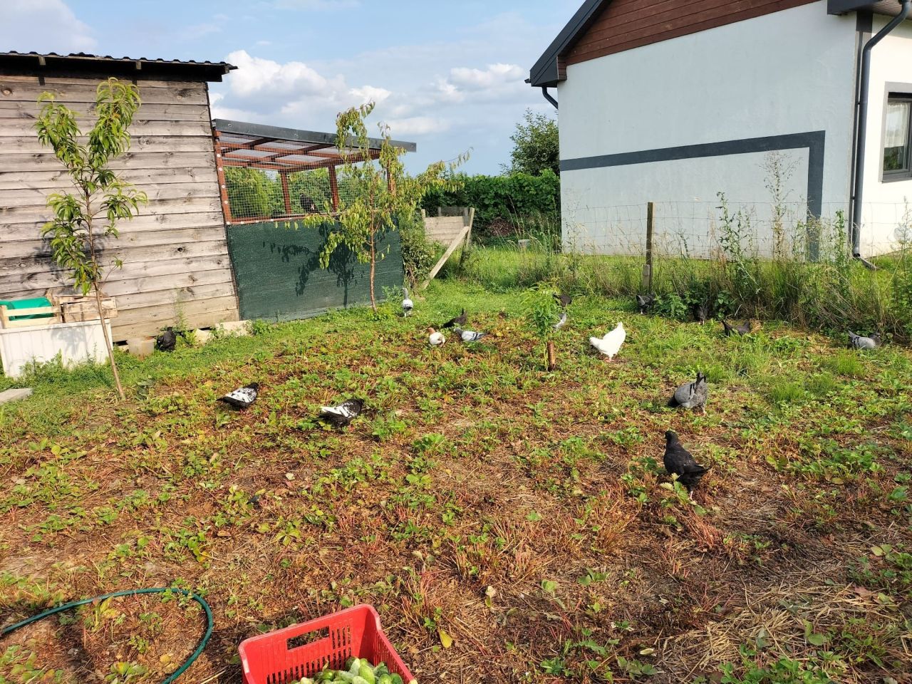 Działka rod Lubiszewo Tczewskie. Zdjęcie 1