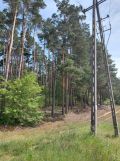 Działka leśna Grzeczna Panna. Zdjęcie 1