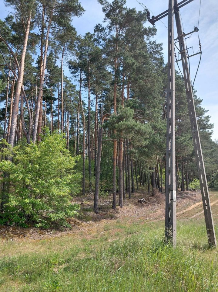 Działka leśna Grzeczna Panna. Zdjęcie 2