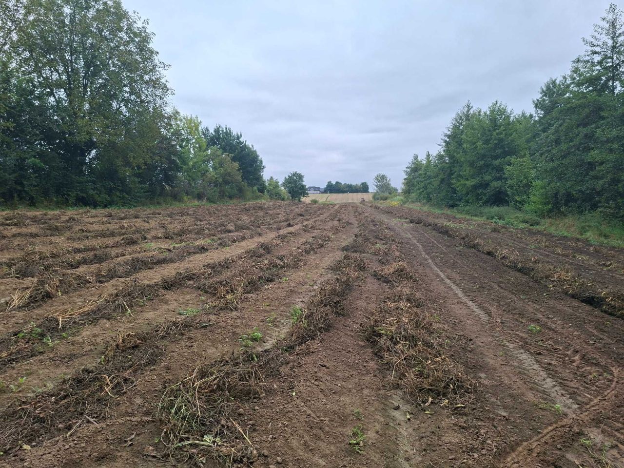 Działka rolna Kocina. Zdjęcie 2