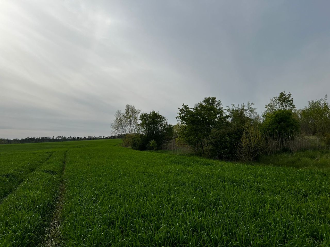 Działka rolna Kolsko, Kolsko. Zdjęcie 9