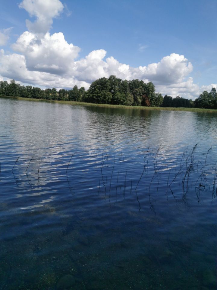 Działka leśna Garbas Drugi. Zdjęcie 6