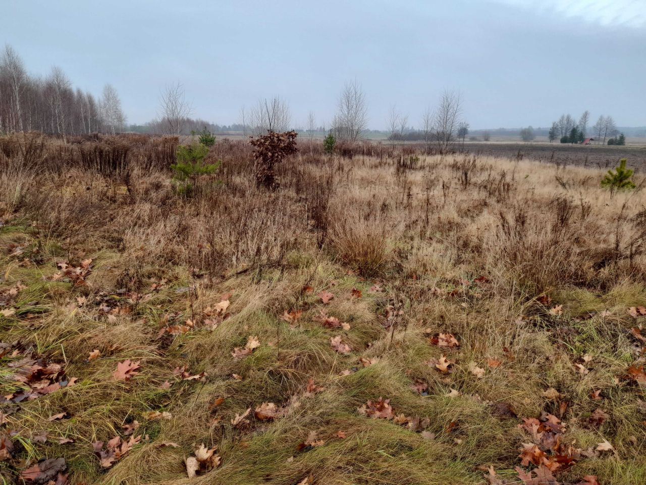 Działka budowlana Orzeszkowo Olszyna. Zdjęcie 5