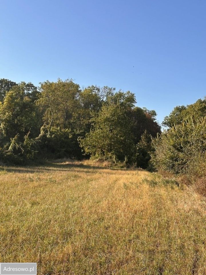 Działka rolno-budowlana Czachów. Zdjęcie 5