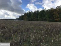 Działka budowlana Kochanowo, ul. Leśna. Zdjęcie 3