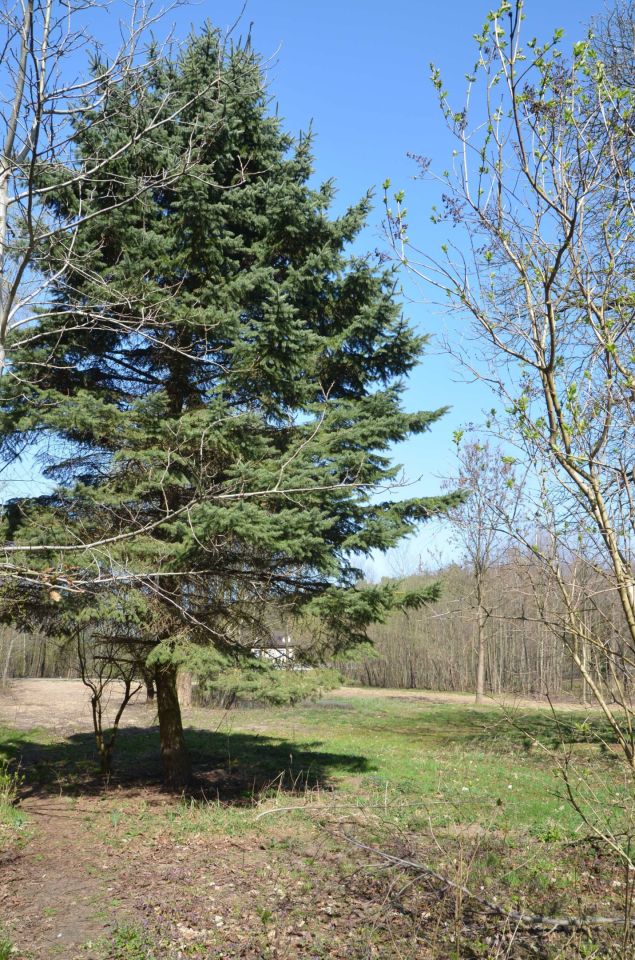 Działka rolno-budowlana Kaleń. Zdjęcie 2