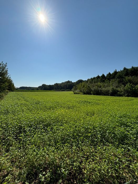 Działka rolna Góry Wysokie. Zdjęcie 2