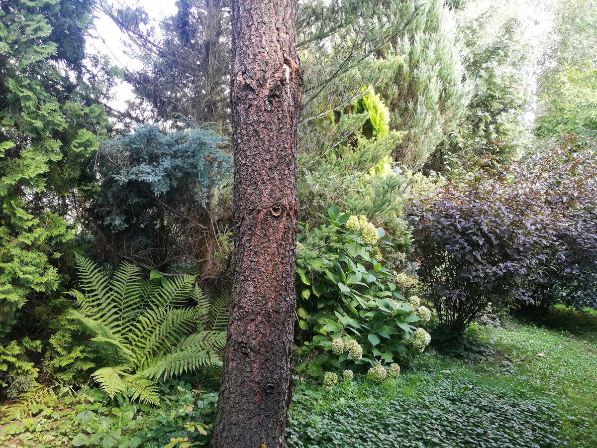 Działka budowlana Lipinki. Zdjęcie 9